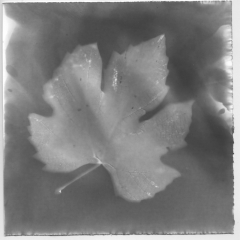 Herbarium 3 - 901