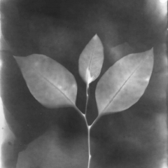 Herbarium 4