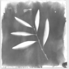 Herbarium 3 - 892