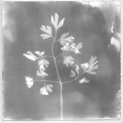 Herbarium 3 - 896