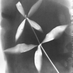Herbarium 4